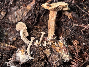 ( - FDS-CA-08225)  @11 [ ] by-nc (2025) Damon Tighe Fungal Diversity Survey
