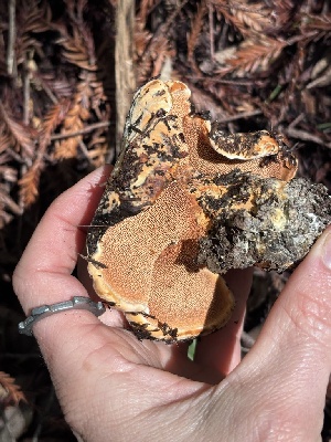  ( - FDS-CA-08226)  @11 [ ] by-nc (2025) Damon Tighe Fungal Diversity Survey