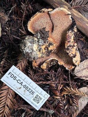  ( - FDS-CA-08226)  @11 [ ] by-nc (2025) Damon Tighe Fungal Diversity Survey