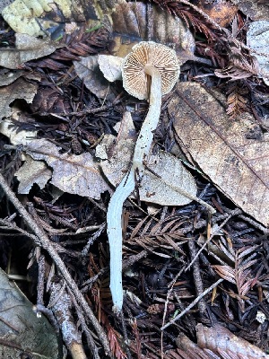 ( - FDS-CA-08229)  @11 [ ] by-nc (2025) Damon Tighe Fungal Diversity Survey