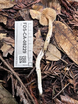  ( - FDS-CA-08229)  @11 [ ] by-nc (2025) Damon Tighe Fungal Diversity Survey