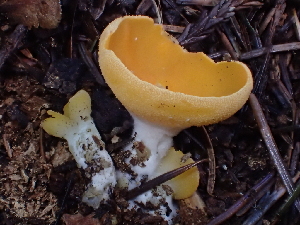  (Sowerbyella rhenana - FDS-CA-08233)  @11 [ ] by-nc (2025) Damon Tighe Fungal Diversity Survey