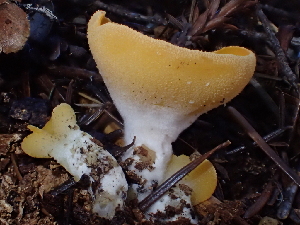  ( - FDS-CA-08233)  @11 [ ] by-nc (2025) Damon Tighe Fungal Diversity Survey