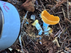  ( - FDS-CA-08233)  @11 [ ] by-nc (2025) Damon Tighe Fungal Diversity Survey