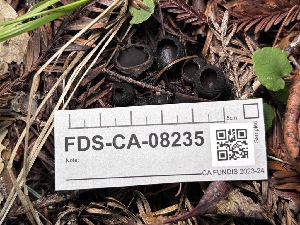  ( - FDS-CA-08235)  @11 [ ] by-nc (2025) Damon Tighe Fungal Diversity Survey