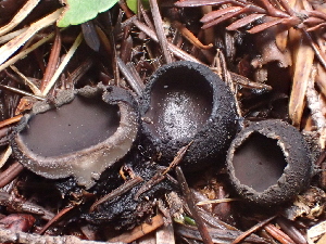  ( - FDS-CA-08235)  @11 [ ] by-nc (2025) Damon Tighe Fungal Diversity Survey