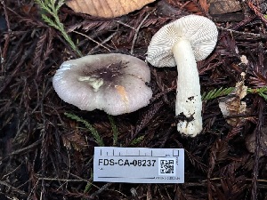  ( - FDS-CA-08237)  @11 [ ] by-nc (2025) Damon Tighe Fungal Diversity Survey