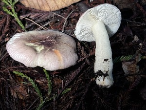  ( - FDS-CA-08237)  @11 [ ] by-nc (2025) Damon Tighe Fungal Diversity Survey