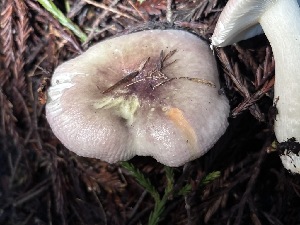  ( - FDS-CA-08237)  @11 [ ] by-nc (2025) Damon Tighe Fungal Diversity Survey