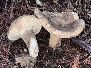  ( - FDS-CA-08244)  @11 [ ] by-nc (2025) Damon Tighe Fungal Diversity Survey