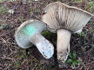  ( - FDS-CA-08244)  @11 [ ] by-nc (2025) Damon Tighe Fungal Diversity Survey
