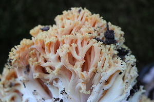 ( - FDS-CA-08752)  @11 [ ] c (2025) Marinna Grijalva Fungal Diversity Survey