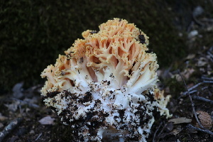  ( - FDS-CA-08752)  @11 [ ] c (2025) Marinna Grijalva Fungal Diversity Survey