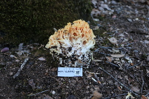  ( - FDS-CA-08752)  @11 [ ] c (2025) Marinna Grijalva Fungal Diversity Survey