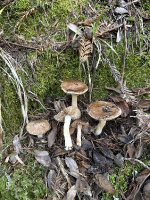  ( - FDS-CA-07193)  @11 [ ] by (2025) Justin Paulin Fungal Diversity Survey