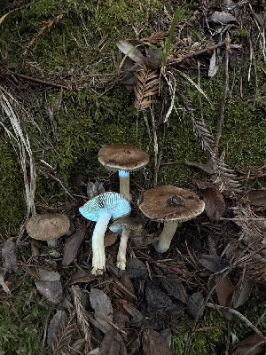  ( - FDS-CA-07193)  @11 [ ] by (2025) Justin Paulin Fungal Diversity Survey