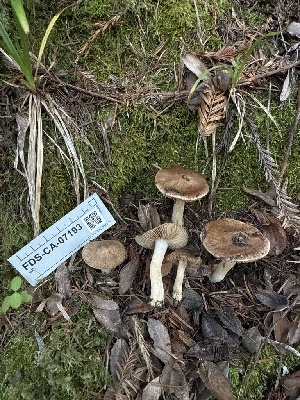  (Inocybe sp. CA69 - FDS-CA-07193)  @11 [ ] by (2025) Justin Paulin Fungal Diversity Survey