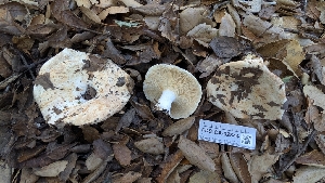  ( - FDS-CA-02844)  @11 [ ] c (2025) Michelle C. Torres-Grant Fungal Diversity Survey