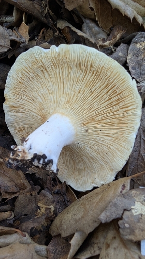  ( - FDS-CA-02844)  @11 [ ] c (2025) Michelle C. Torres-Grant Fungal Diversity Survey