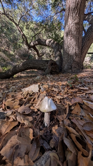  ( - FDS-CA-02849)  @11 [ ] c (2025) Michelle C. Torres-Grant Fungal Diversity Survey