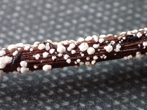  ( - FDS-CA-02563)  @11 [ ] by-nc (2024) Sadie Hickey Fungal Diversity Survey