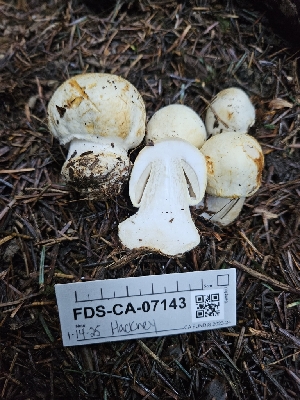  ( - FDS-CA-07143)  @11 [ ] by (2025) Mandy Hackney Fungal Diversity Survey
