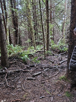  ( - FDS-CA-07143)  @11 [ ] by (2025) Mandy Hackney Fungal Diversity Survey