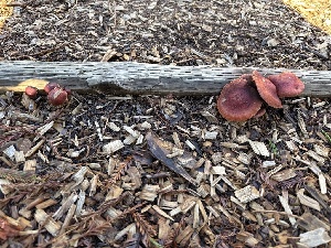  ( - FDS-CA-07185)  @11 [ ] by (2025) Justin Paulin Fungal Diversity Survey