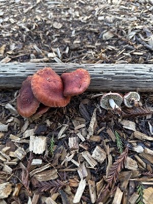  ( - FDS-CA-07185)  @11 [ ] by (2025) Justin Paulin Fungal Diversity Survey