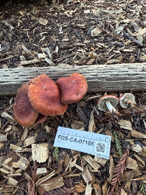  ( - FDS-CA-07185)  @11 [ ] by (2025) Justin Paulin Fungal Diversity Survey