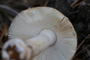  ( - FDS-CA-08790)  @11 [ ] c (2025) Marinna Grijalva Fungal Diversity Survey