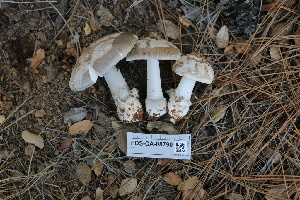  (Amanita sp. constrictisorora - FDS-CA-08790)  @11 [ ] c (2025) Marinna Grijalva Fungal Diversity Survey