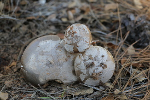  ( - FDS-CA-08790)  @11 [ ] c (2025) Marinna Grijalva Fungal Diversity Survey
