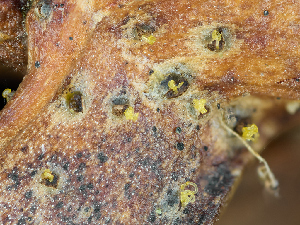  (Cytospora - FDS-CA-06690)  @11 [ ] by (2025) Justin Paulin Fungal Diversity Survey