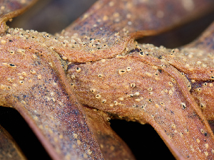 ( - FDS-CA-07170)  @11 [ ] by (2025) Justin Paulin Fungal Diversity Survey