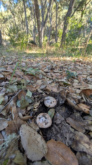  ( - FDS-CA-02863)  @11 [ ] c (2025) Michelle C. Torres-Grant Fungal Diversity Survey