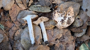  ( - FDS-CA-02863)  @11 [ ] c (2025) Michelle C. Torres-Grant Fungal Diversity Survey
