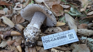  ( - FDS-CA-02866)  @11 [ ] c (2025) Michelle C. Torres-Grant Fungal Diversity Survey