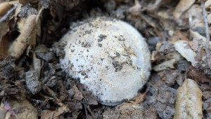  ( - FDS-CA-02866)  @11 [ ] c (2025) Michelle C. Torres-Grant Fungal Diversity Survey