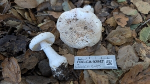  (Amanita sp. sponsus - FDS-CA-02867)  @11 [ ] c (2025) Michelle C. Torres-Grant Fungal Diversity Survey