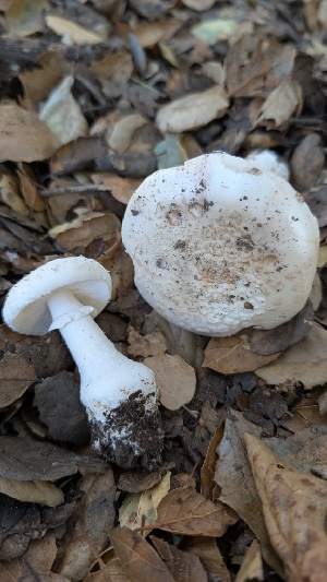  ( - FDS-CA-02867)  @11 [ ] c (2025) Michelle C. Torres-Grant Fungal Diversity Survey