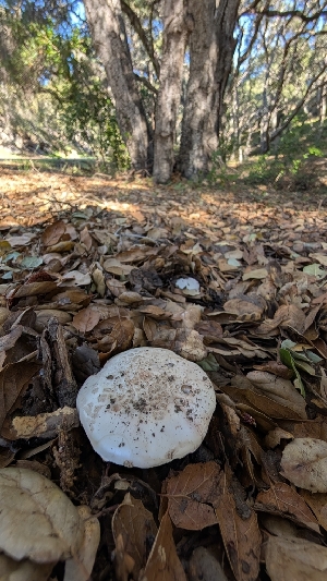  ( - FDS-CA-02867)  @11 [ ] c (2025) Michelle C. Torres-Grant Fungal Diversity Survey