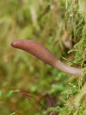  ( - FDS-CA-07186)  @11 [ ] by (2025) Justin Paulin Fungal Diversity Survey