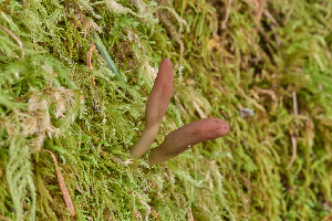  (Microglossum sp. CA02 - FDS-CA-07186)  @11 [ ] by (2025) Justin Paulin Fungal Diversity Survey