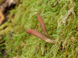  ( - FDS-CA-07186)  @11 [ ] by (2025) Justin Paulin Fungal Diversity Survey