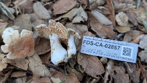  ( - FDS-CA-02857)  @11 [ ] c (2025) Michelle C. Torres-Grant Fungal Diversity Survey