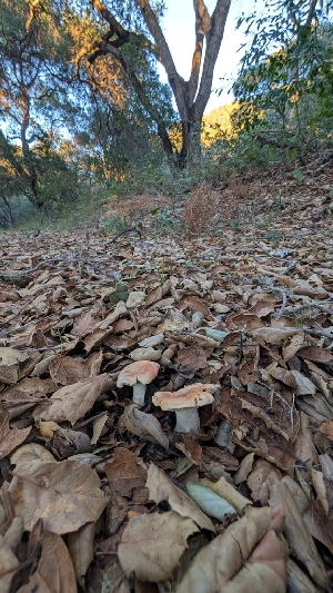  ( - FDS-CA-02857)  @11 [ ] c (2025) Michelle C. Torres-Grant Fungal Diversity Survey