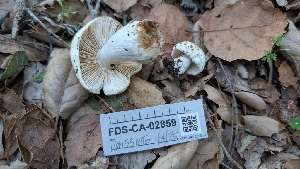  (Russula sp. PNW03 - FDS-CA-02859)  @11 [ ] c (2025) Michelle C. Torres-Grant Fungal Diversity Survey