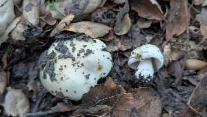  ( - FDS-CA-02859)  @11 [ ] c (2025) Michelle C. Torres-Grant Fungal Diversity Survey