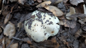  ( - FDS-CA-02859)  @11 [ ] c (2025) Michelle C. Torres-Grant Fungal Diversity Survey